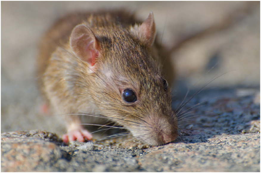 rodent control